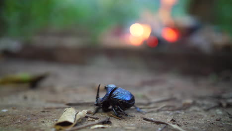 Escarabajo-Rinoceronte-Azul-Con-Leña-En-El-Fondo-Del-Bosque-De-La-Guayana-Francesa